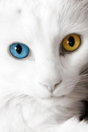 Марина Марчук