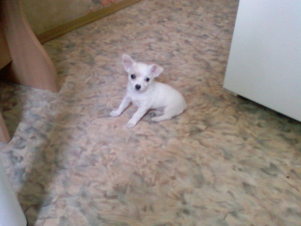 Ольга Сырцова