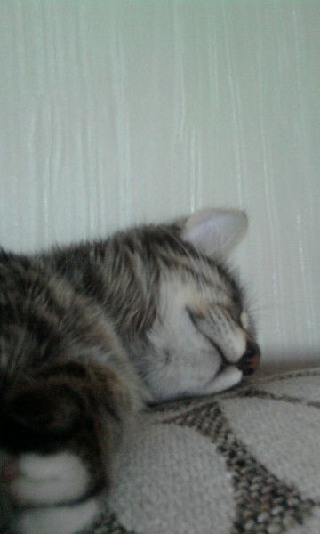 Настёна Ирисова