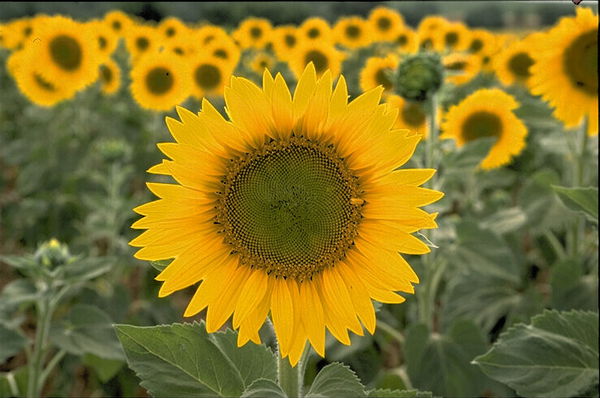 Оля Старикова