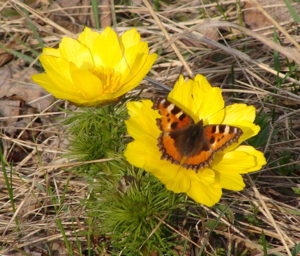Гелюза Рахматуллина-Фазаело