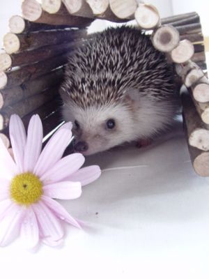 Светлана Щербакова