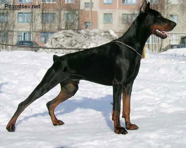 Виталий Павленко