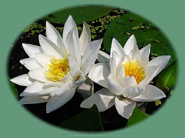 Самал Мукиева