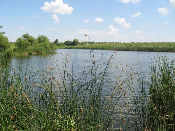 Марина Любимова