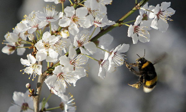Серик Абдрахманов