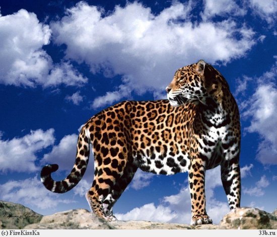 Эльвина Кадырова