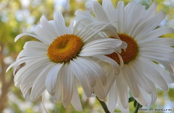 Надежда Федосеева