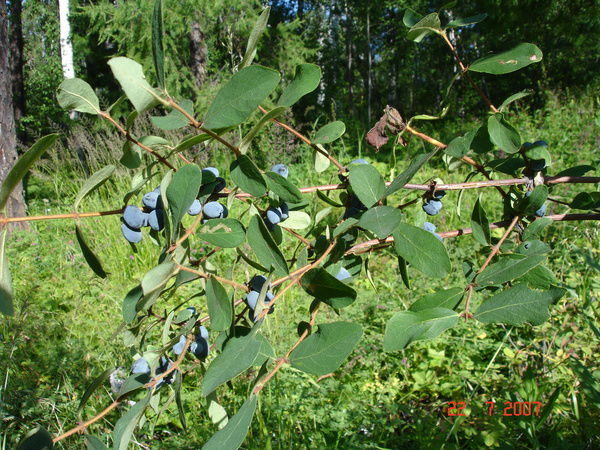 Роза Хафизова