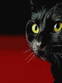 Виктория Дегтяренко