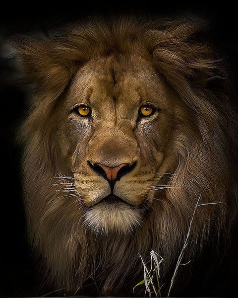 Евгений Белополов