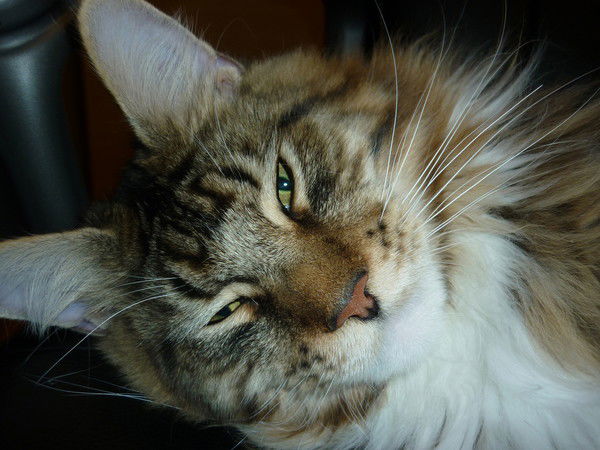 Екатерина Рашева