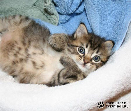 Татьяна Нагоркина (Рязанцева)