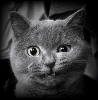 Альбина Алиева