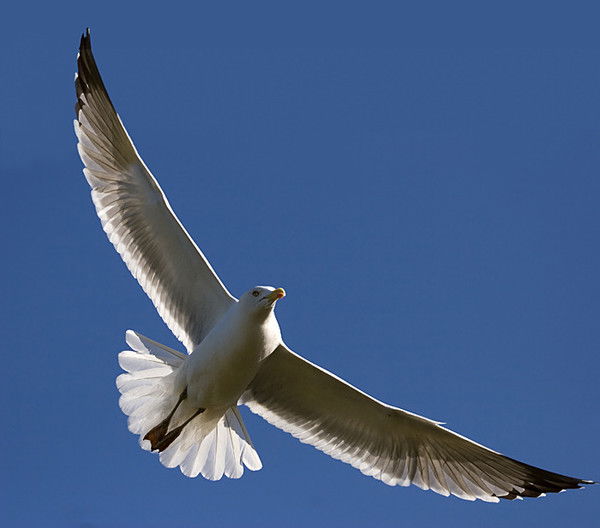 Эмерян(Амир) Сабиров