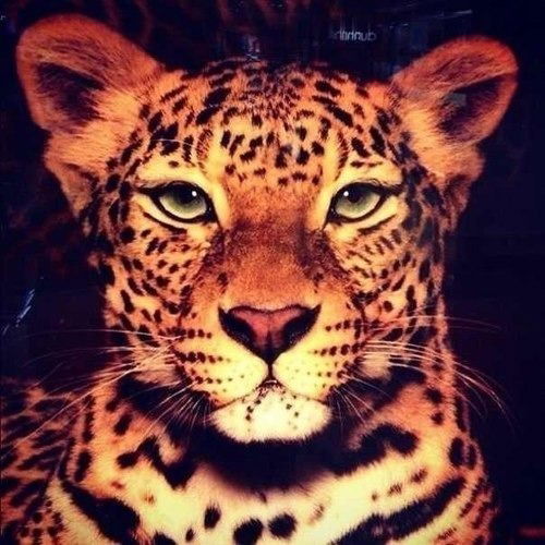 Лера Кириллова