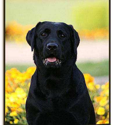 Светлана )))