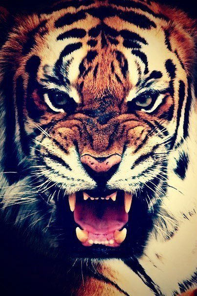 Кристина Ли