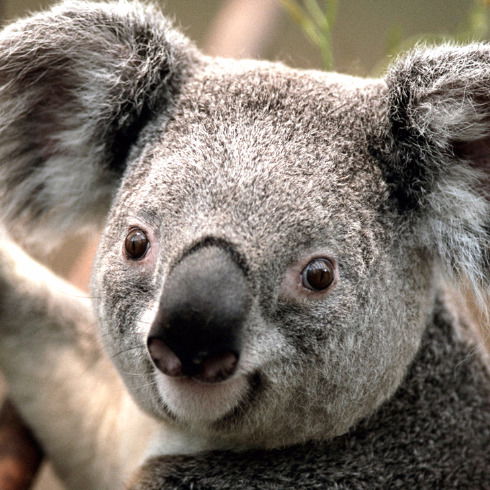 Игорь Носков