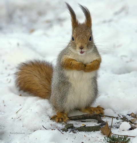 Серега Корец