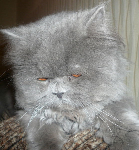 Анастасия Беломесяцева