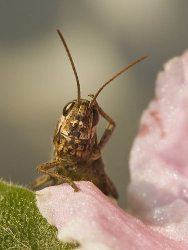Георгий Доменко