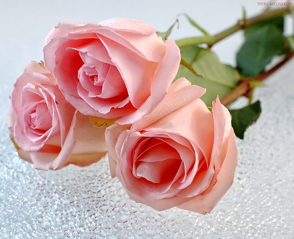 Ирина Рукавишникова