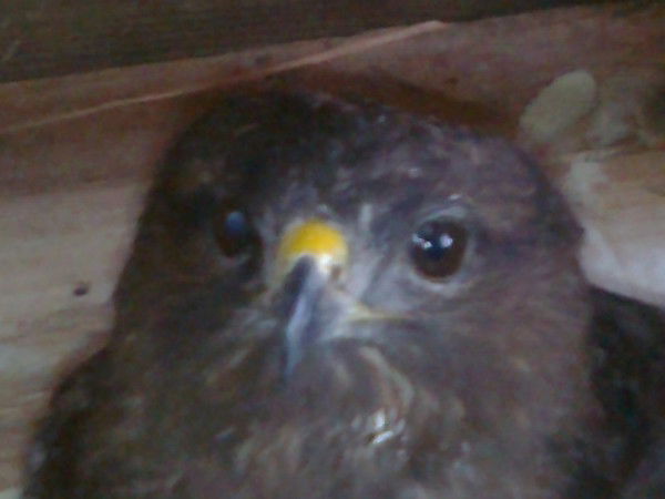 Ярослав Ярослав