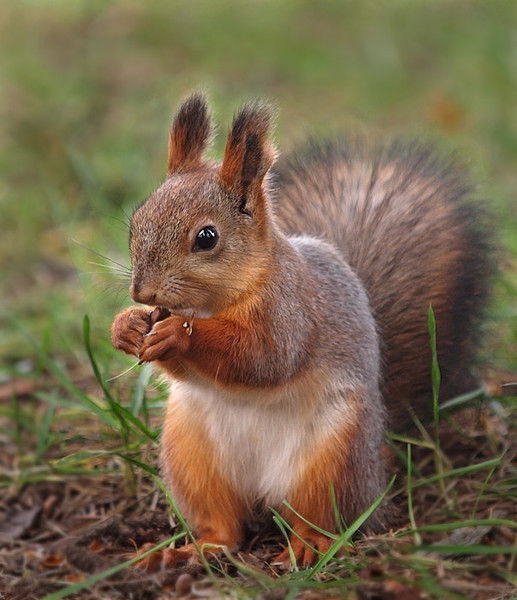 Любовь Богданович