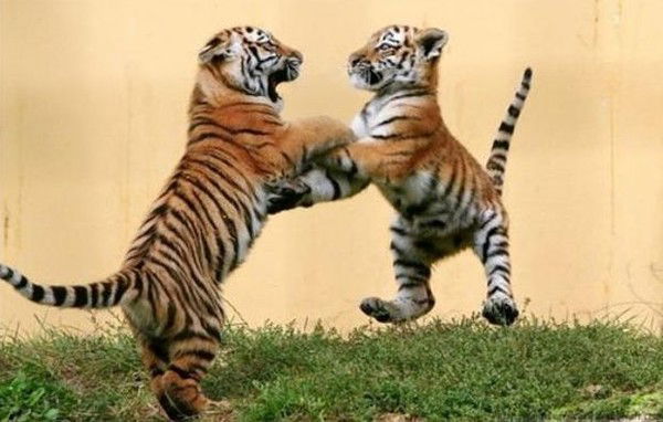 Милана Галиулина