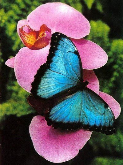 Ольга Семенкова