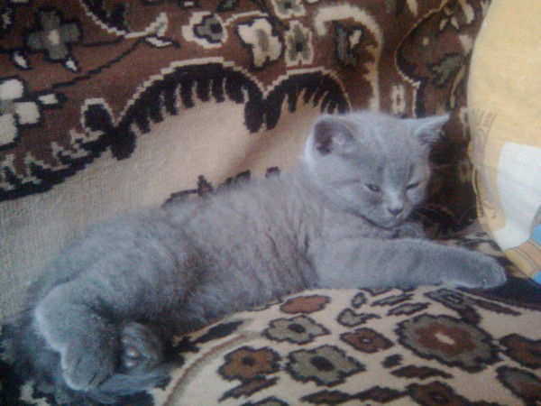 Сергей Труш