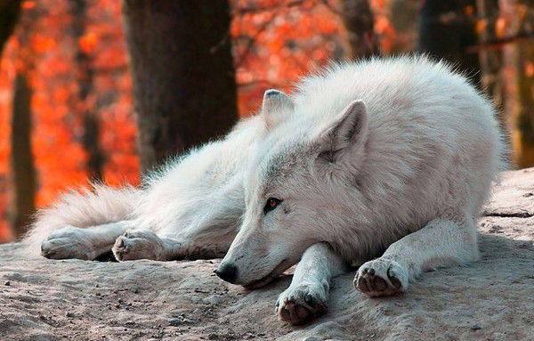 Алеся Осьмакова