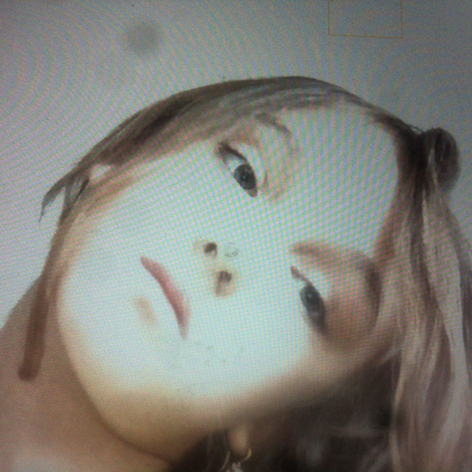 Диана Кердивар