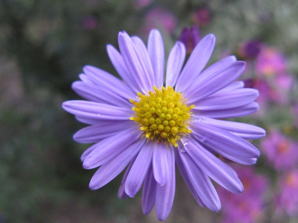 Ольга Дорохова