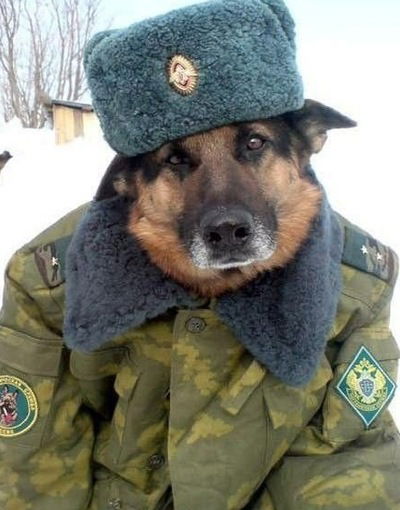 Ренат Ренов