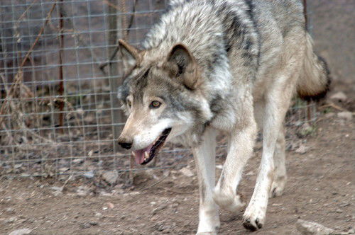Теплова Людмила