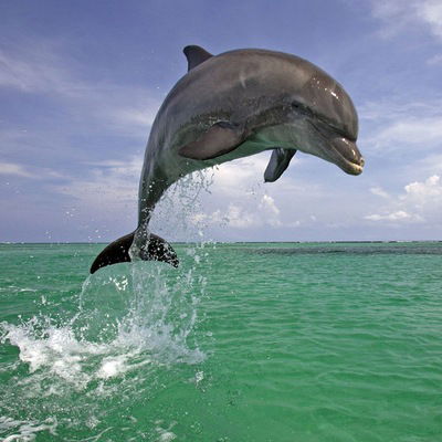 Константин Аплетин