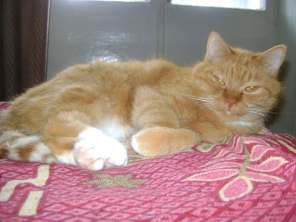 Анатолий Кудряшов