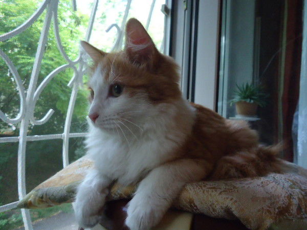 Марина Башир