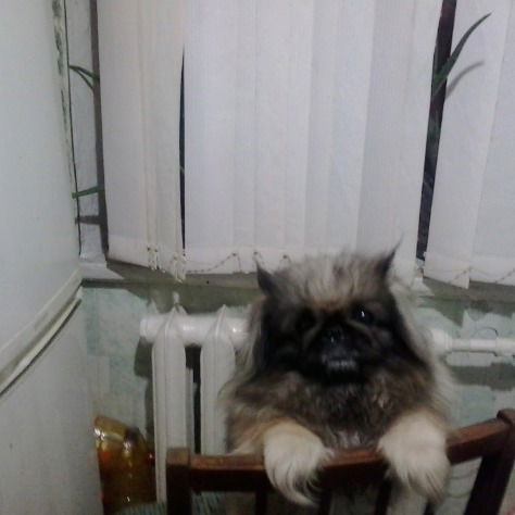 Виктор Каманин