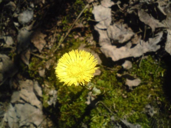 Луиза Ёгина