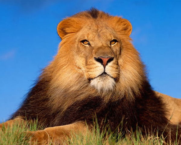 Адилет Омарбеков