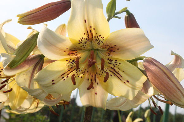 Славяна Cлавяна