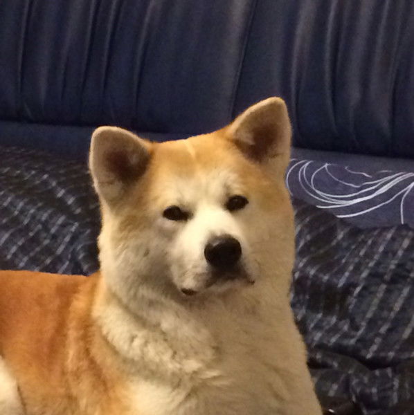 Хвойницкая (Комарова) Татьяна