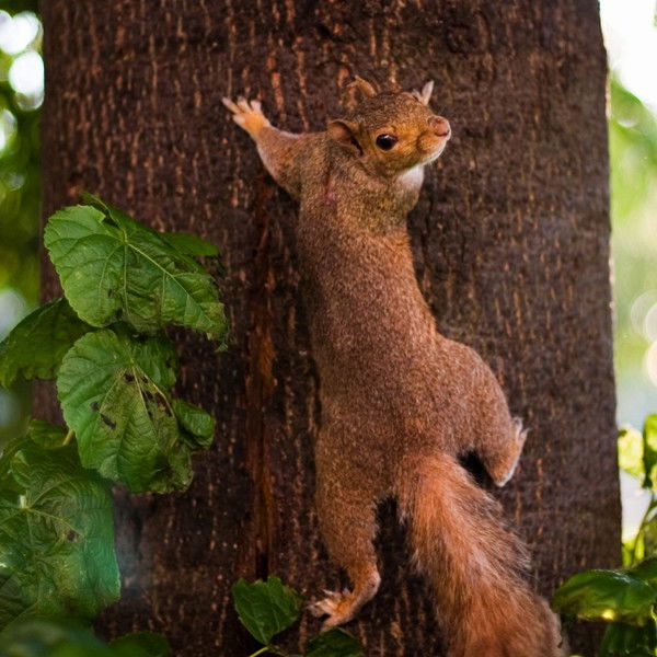 Андрей Пфлугфельдер