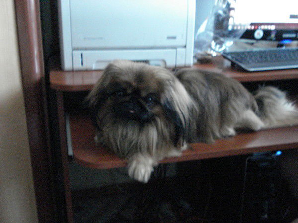 Владимир Домашев