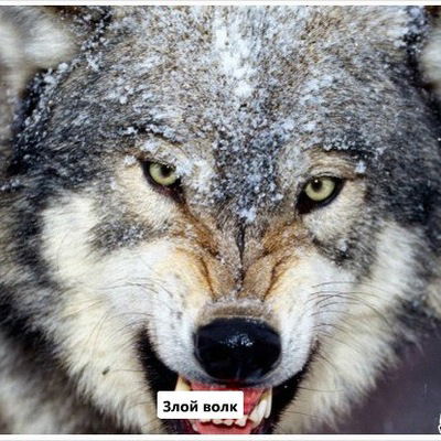 Денис Хомич