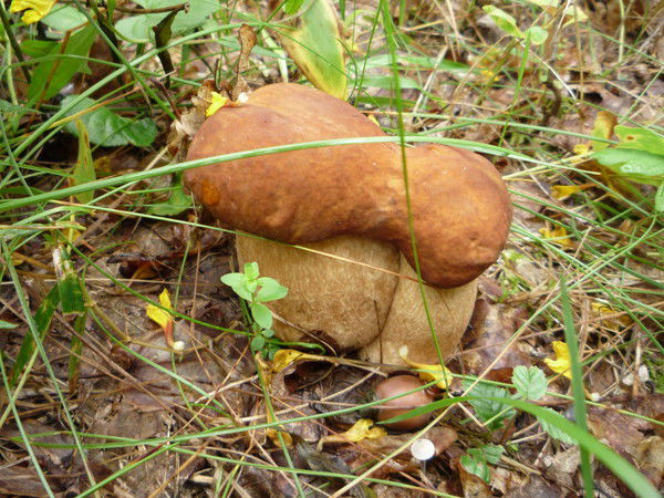 Вова Жеведь