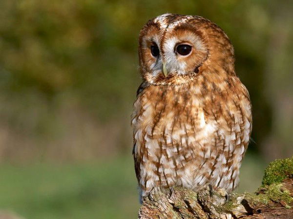 Алсу Парчина